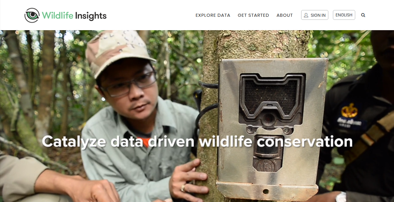 Ferramenta com Inteligência Artificial do Google ajuda conservacionistas (e o público) a rastrear a vida selvagem