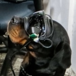 Exército dos EUA está colocando óculos de realidade aumentada em cães