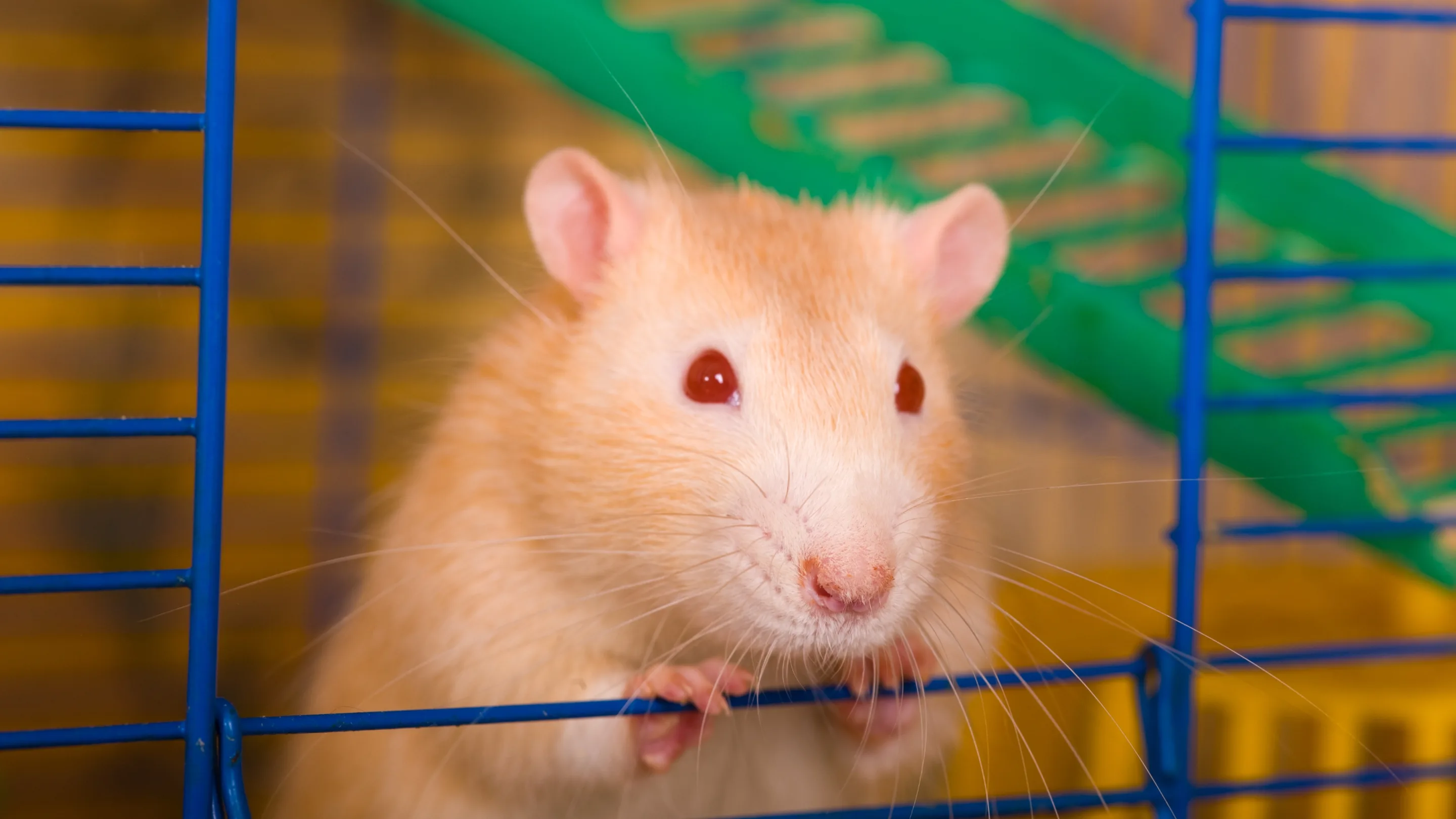 RAT Windows
